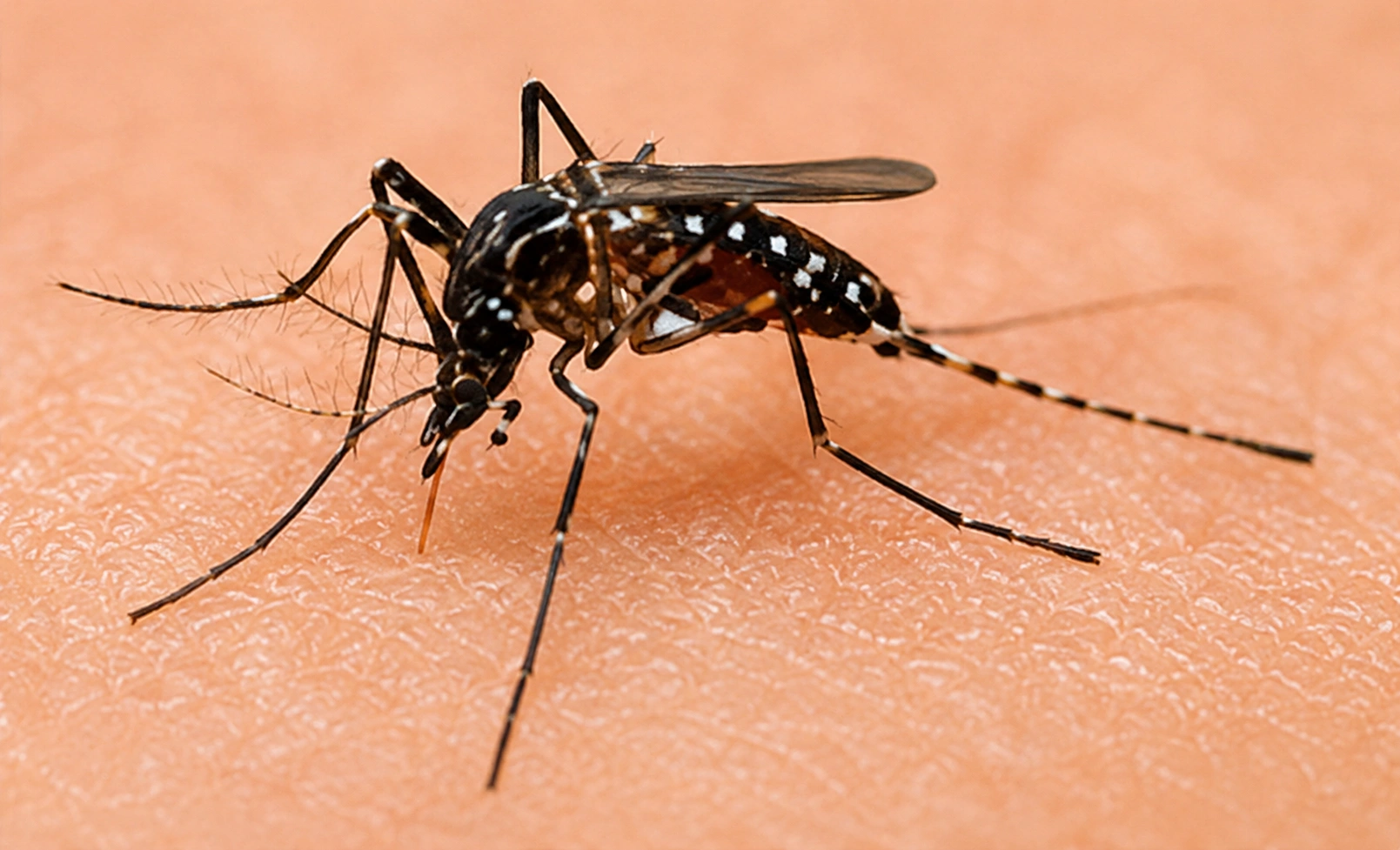 Mosquito Control Services in West Mambalam